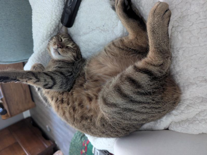 /Images/uploads/Cat Welfare Association/CatWelfare/entries/33886thumb.jpg